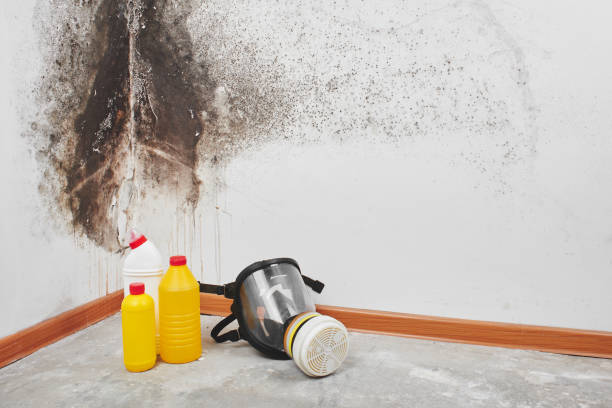 Best Attic Mold Removal  in Chaska, MN