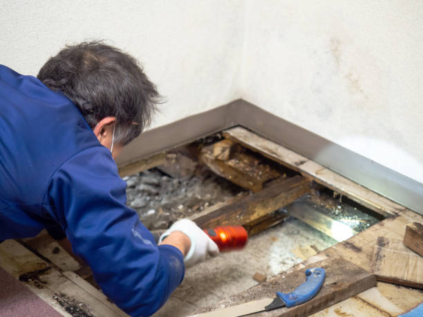Best Mold Remediation  in Chaska, MN