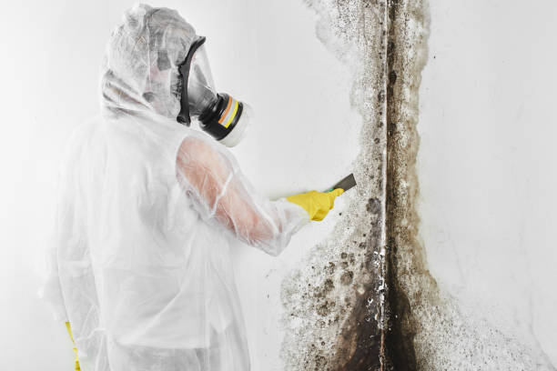 Best Mold Testing  in Chaska, MN
