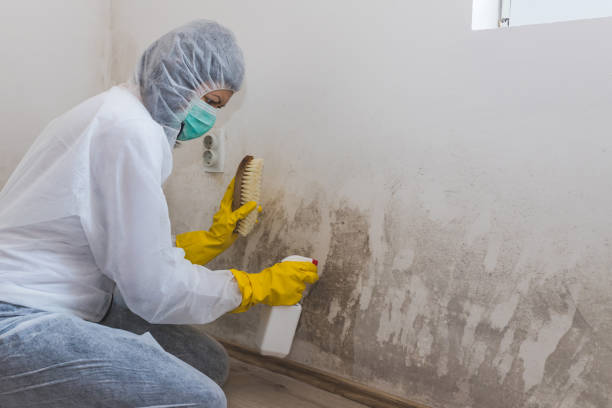 Best Emergency Mold Removal  in Chaska, MN