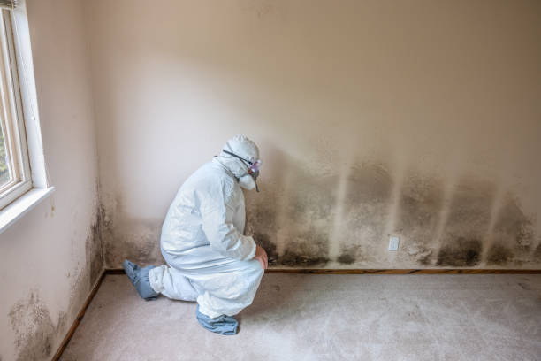 Best Home Mold Removal  in Chaska, MN