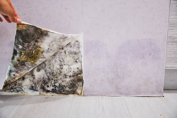Best Same-Day Mold Removal  in Chaska, MN